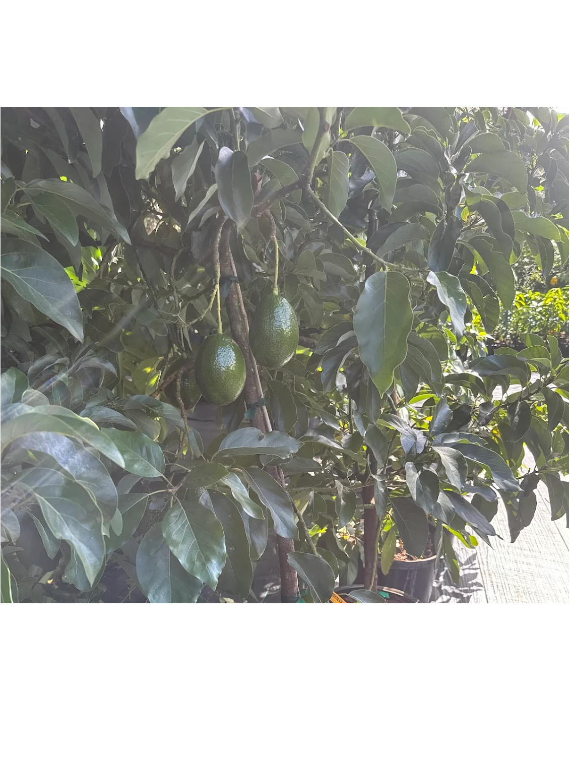 Avocado Orchard