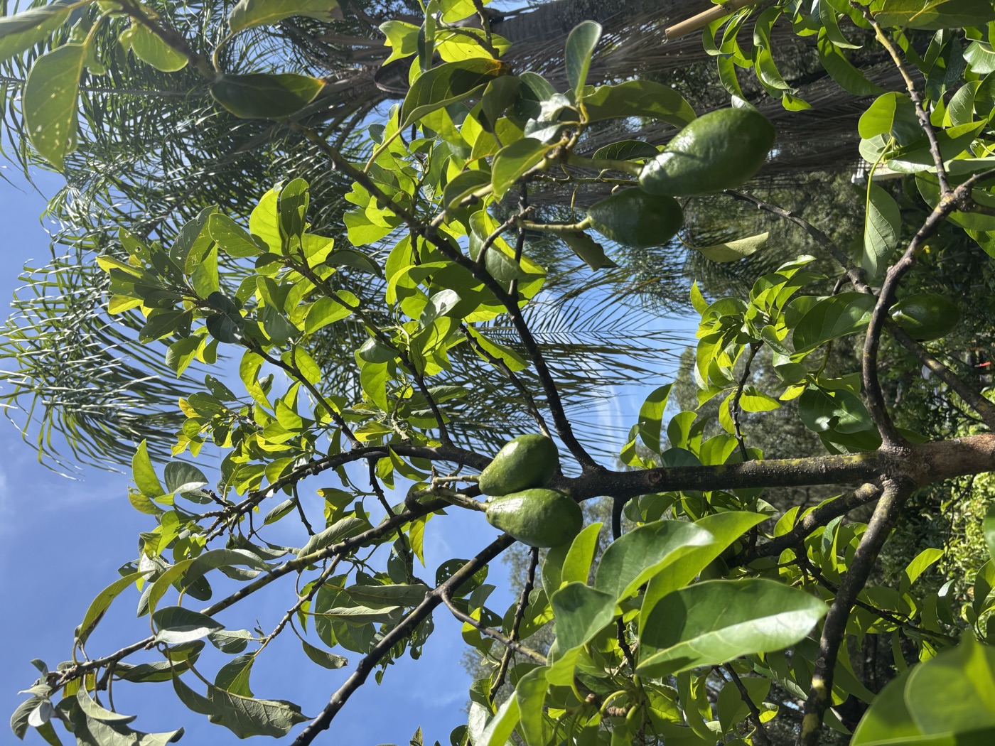 Row of avocado trees