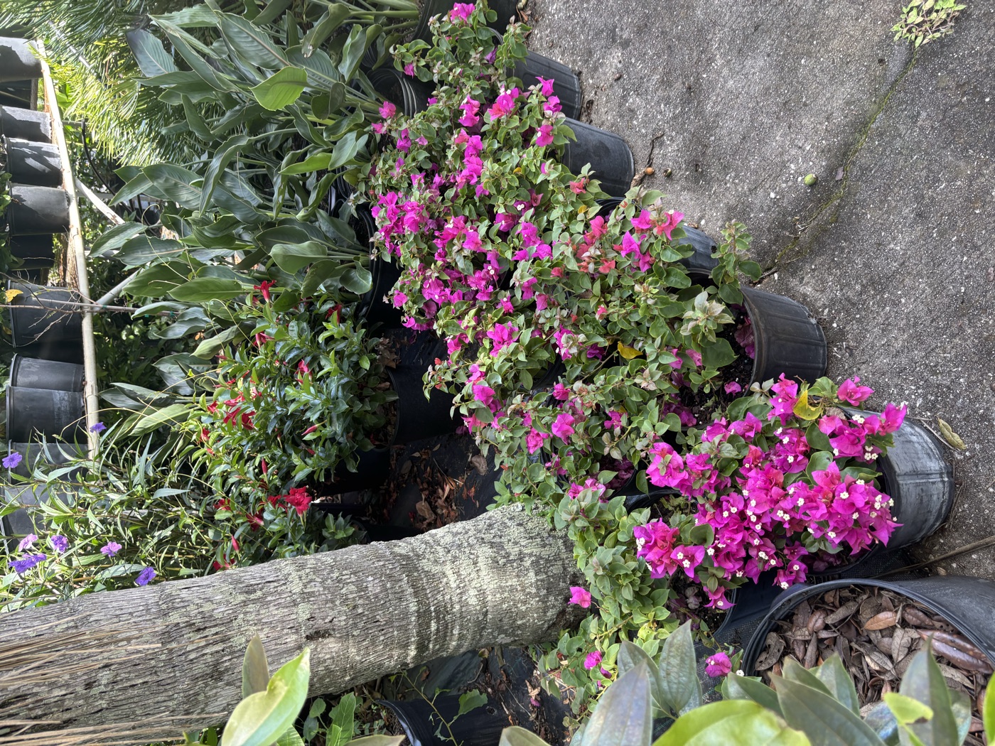 Bougainvillea in bloom