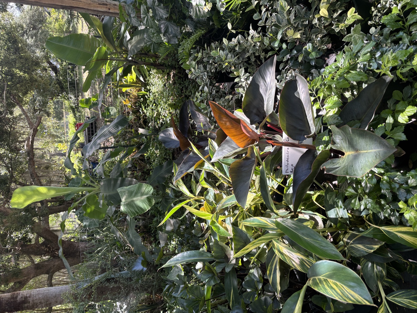 All Plants